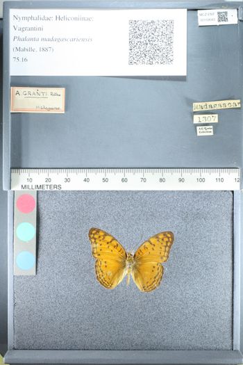 Media type: image;   Entomology 159043